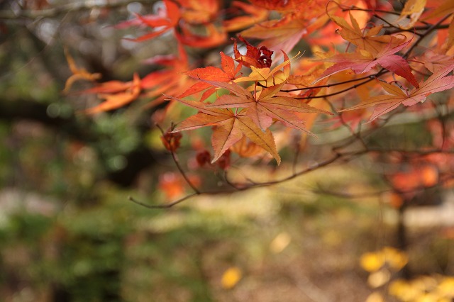 紅葉の昌徳宮　と　明洞餃子_a0123003_845162.jpg