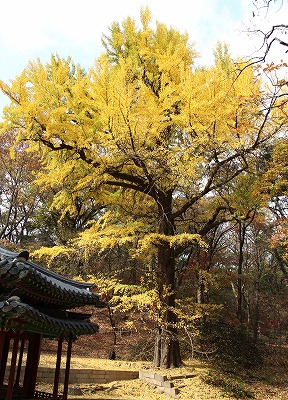 紅葉の昌徳宮　と　明洞餃子_a0123003_963092.jpg