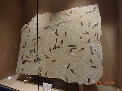 糸魚川ジオパークを視察!_d0050503_974129.jpg