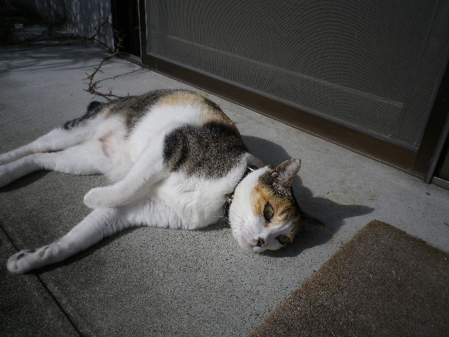 晴れています♪_e0179508_10434015.jpg
