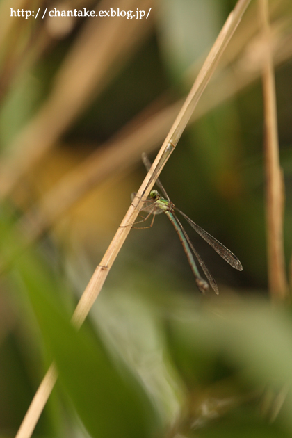 c0189013_652968.jpg