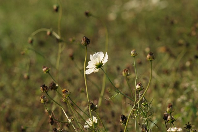 e0117318_17363283.jpg