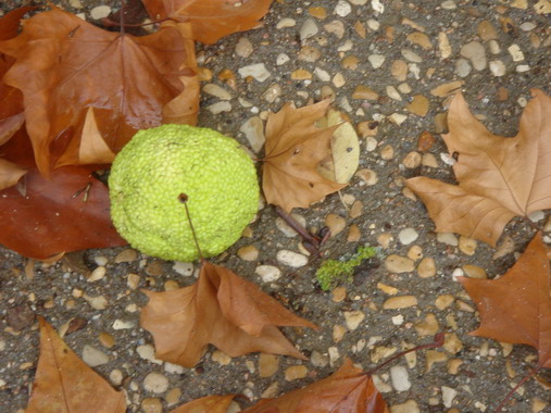c0124619_6331120.jpg