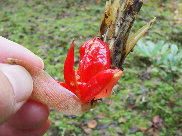 珍しもの
