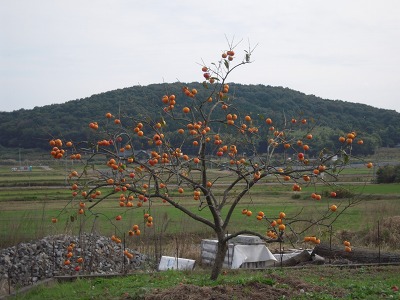 2011.11.10　小町庵　～　朝日里山学校_e0202031_2294416.jpg