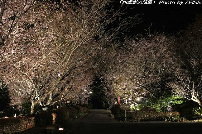 夜桜見物～城峯公園の冬桜～_a0195032_20482710.jpg