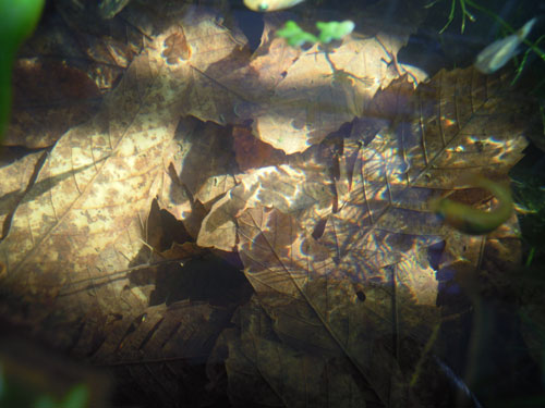 e0097534_1521851.jpg