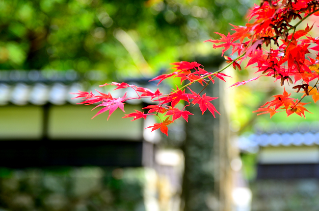 永光寺の紅葉（もみじ）_e0055138_22463299.jpg