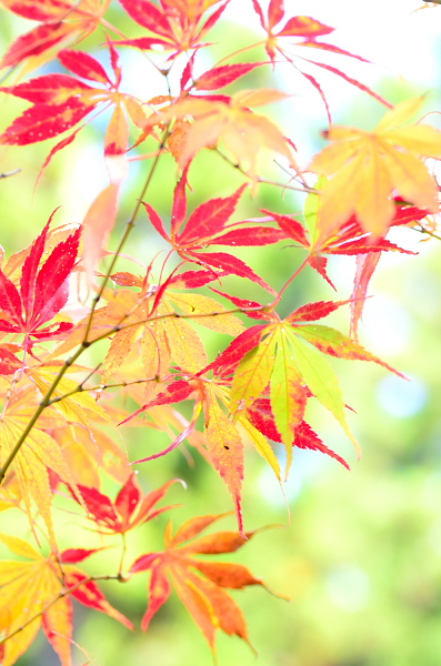 永光寺の紅葉（もみじ）_e0055138_22581566.jpg