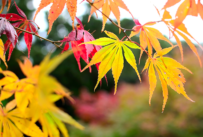 永光寺の紅葉（もみじ）_e0055138_2315749.jpg