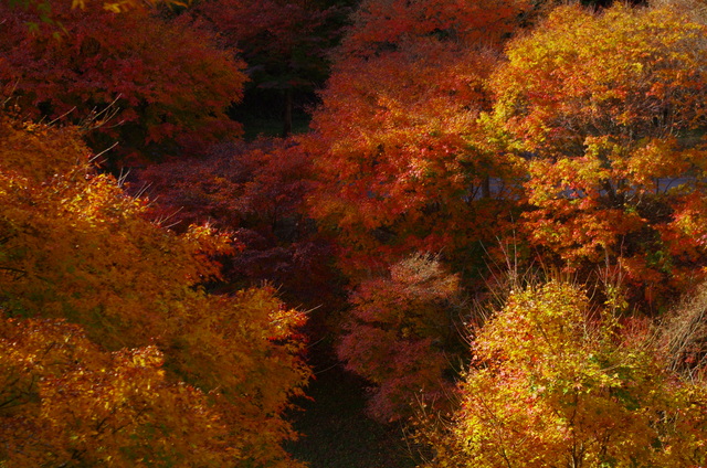 赤い紅葉に萌える_d0186245_23163356.jpg