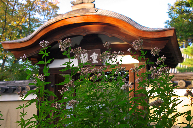 秋の花咲く高台寺_f0155048_927991.jpg