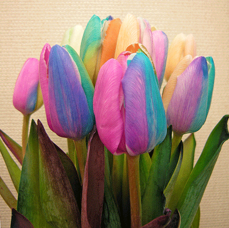 a0001354_0203114.gif