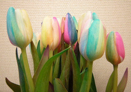 a0001354_0212311.gif