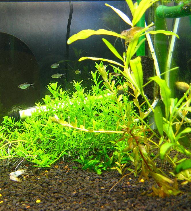 側面から見てみた 溶岩砂で水草水槽 側面から見てみた 溶岩砂で水草水槽