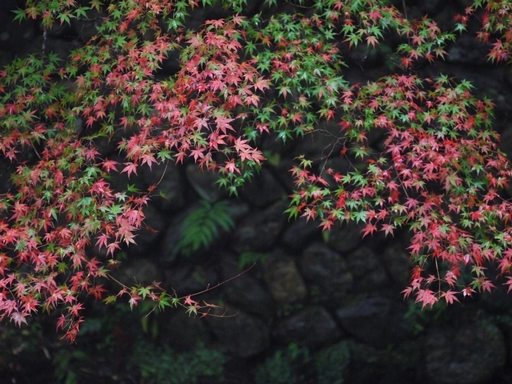 鷹峯（たかがみね）散歩写真_c0191967_22532922.jpg