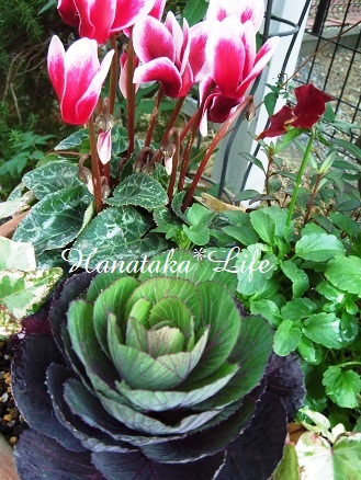 * My Little Garden  2011  11.12  *_e0225168_21202968.jpg