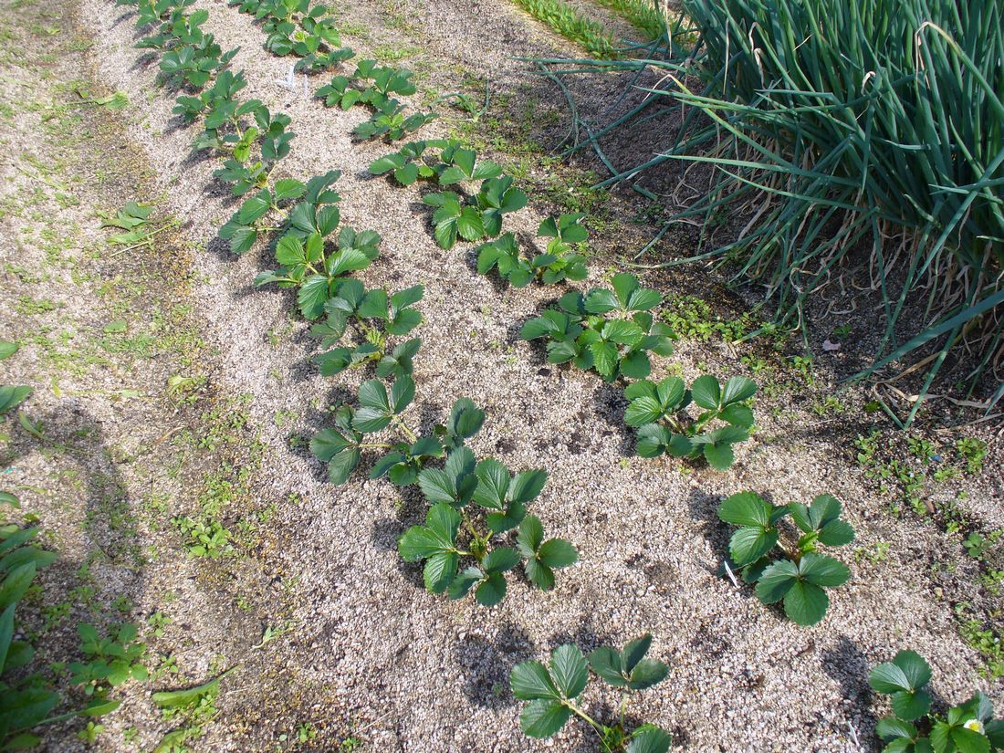 秋野菜の収穫です_f0217971_11124375.jpg