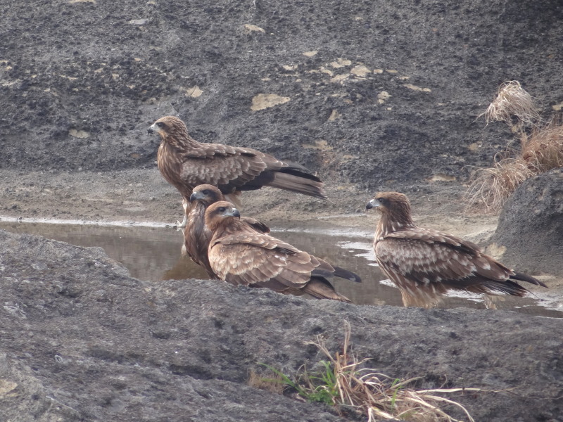 トビの若鳥 コーヒー党の野鳥観察