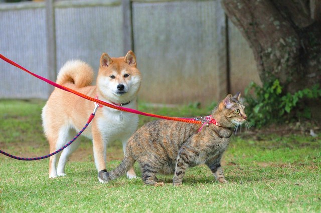 やっぱり猫は・・・_a0126590_8412861.jpg
