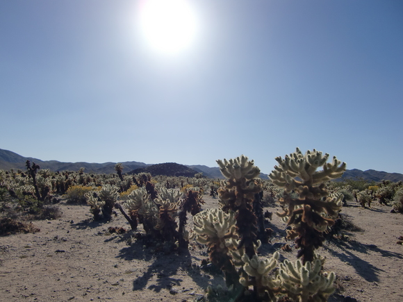 e0161692_1531156.jpg