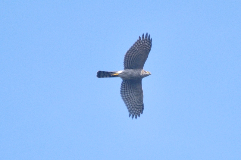 c0143411_2311587.jpg