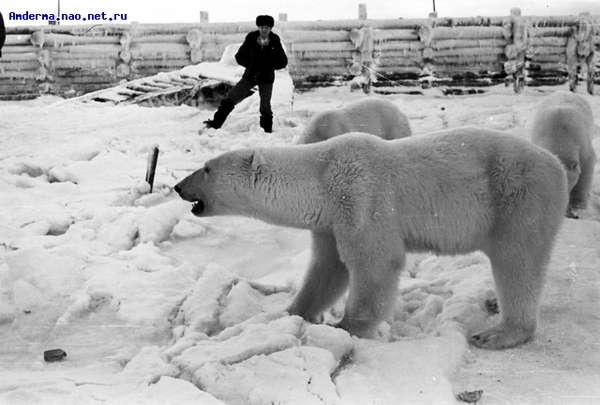 ロシア・ペルミ動物園のアンデルマ、その日常の姿(3) ~ 遠征での映像より _a0151913_0491337.jpg