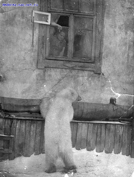 ロシア・ペルミ動物園のアンデルマ、その日常の姿(3) ~ 遠征での映像より _a0151913_11327.jpg