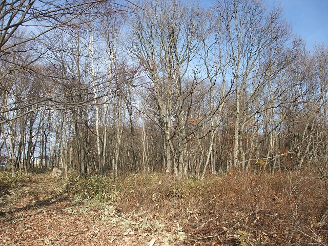 11月12日(土) 定例活動【支援】NPO苫東コモンズ大島山林_c0173813_23341582.jpg
