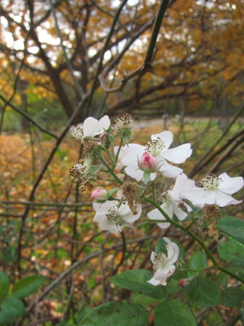 c0120817_3552477.jpg