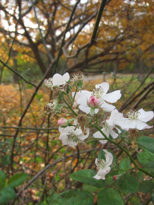 Autumn in New York _c0120817_3552477.jpg