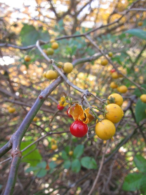c0120817_355476.jpg