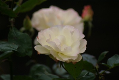 f0170524_742295.jpg