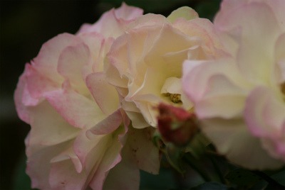 f0170524_742434.jpg