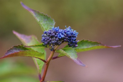 f0170524_7454184.jpg