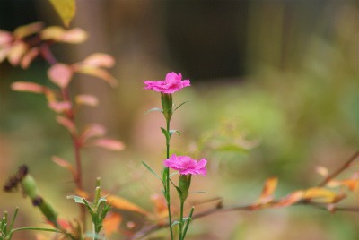 薔薇も宿根草もまた咲いてね_f0170524_745886.jpg