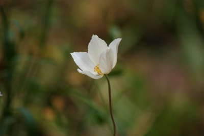 薔薇も宿根草もまた咲いてね_f0170524_7475077.jpg