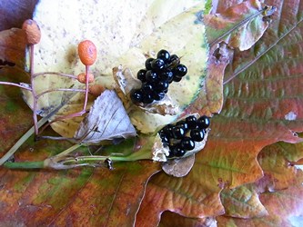 c0204725_0494363.jpg