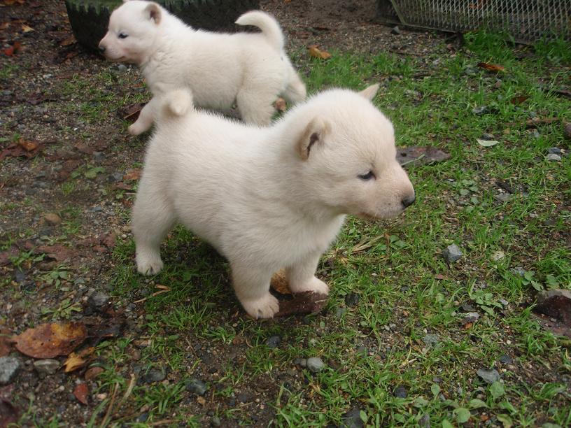 北海道犬の仔犬を見てきました_e0245925_1921324.jpg