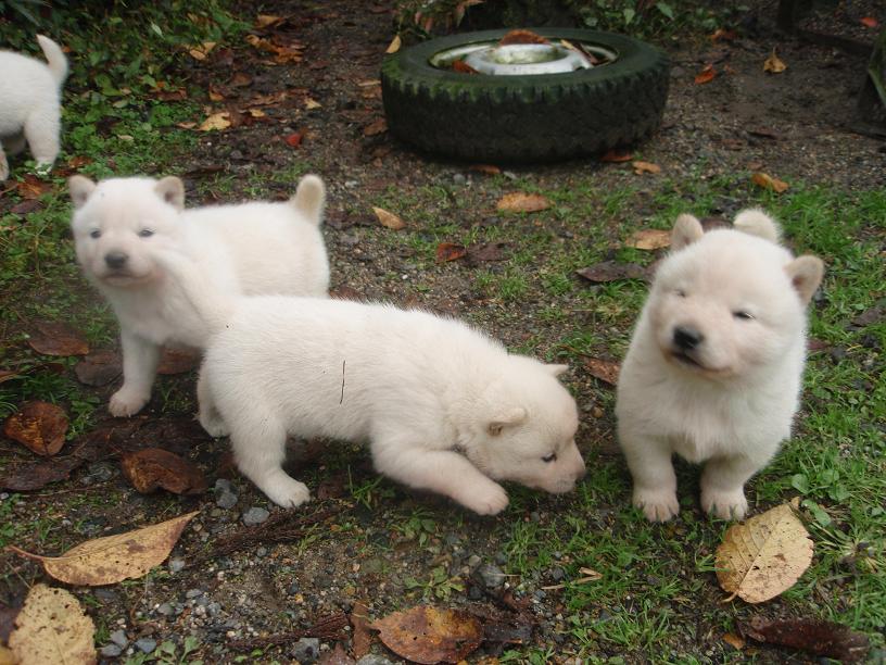 北海道犬の仔犬を見てきました_e0245925_193365.jpg