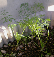 f0108133_77178.jpg