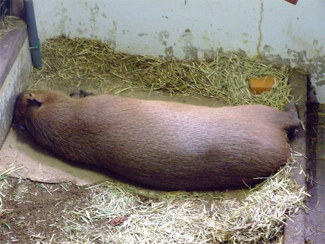 いなり寿司と牡蠣フライ_a0179837_12384062.jpg