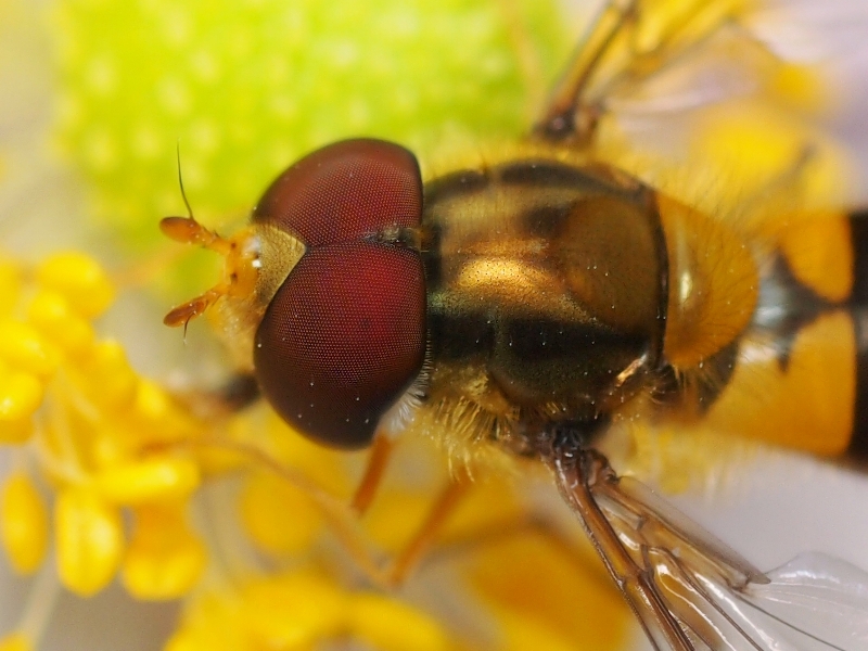 e0188939_0505868.jpg