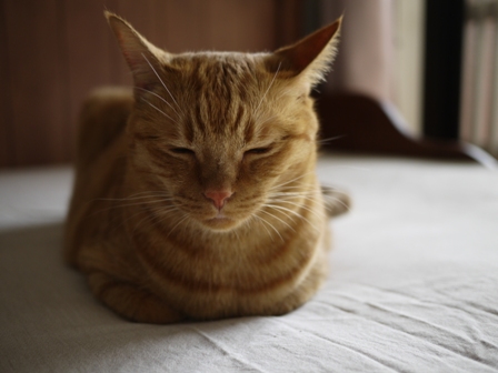 香箱猫 しぇる編。_a0143140_2322132.jpg