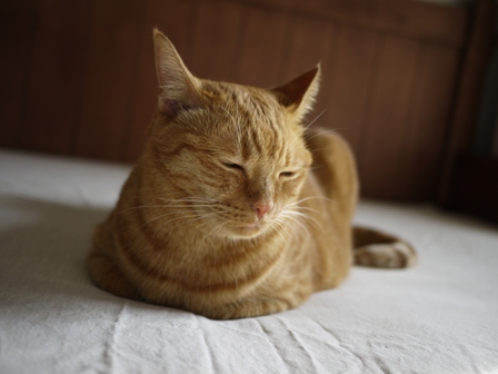 香箱猫 しぇる編。_a0143140_2343637.jpg