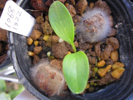 カビる油粕 まだ植替え終わりません 七海のクリスマスローズblog カビる油粕 まだ植替え終わりません 七海のクリスマスローズblog