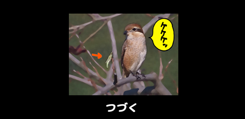 11月12日(土)_f0105741_7164397.jpg