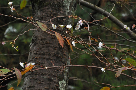 c0093046_11595475.jpg
