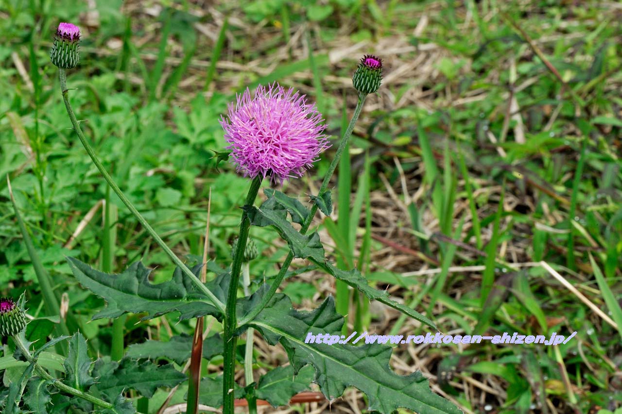 ノアザミの返り花_c0129047_22581675.jpg