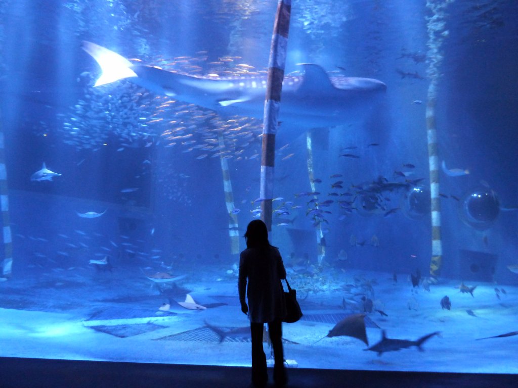 のとじま水族館のジンベイザメ館_e0082949_885576.jpg